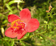 Image of Hibiscus aponeurus Sprague & Hutchinson