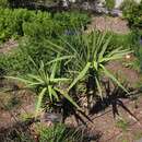 Image of Yucca gloriosa var. tristis Carrière