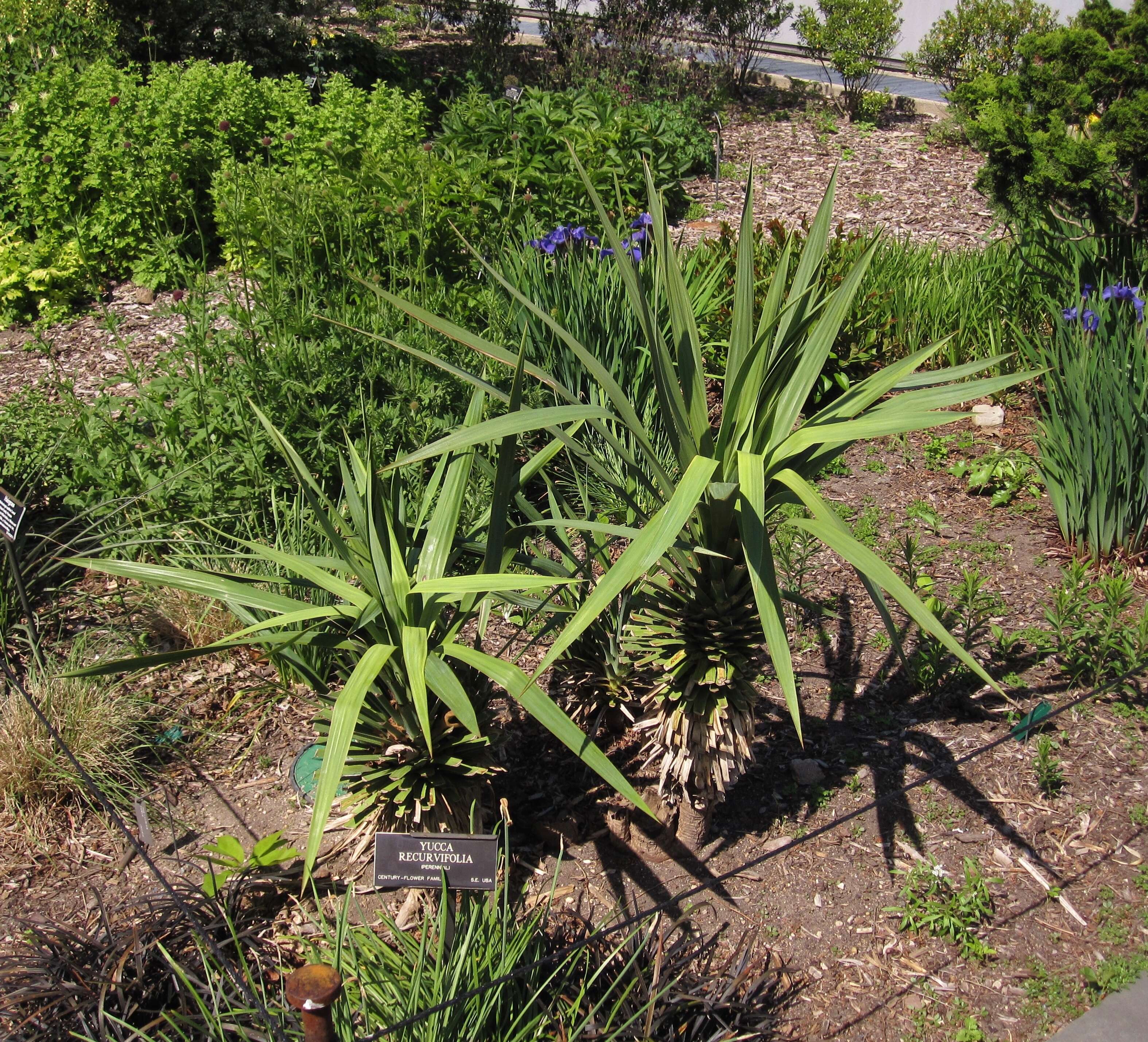 Image of yucca