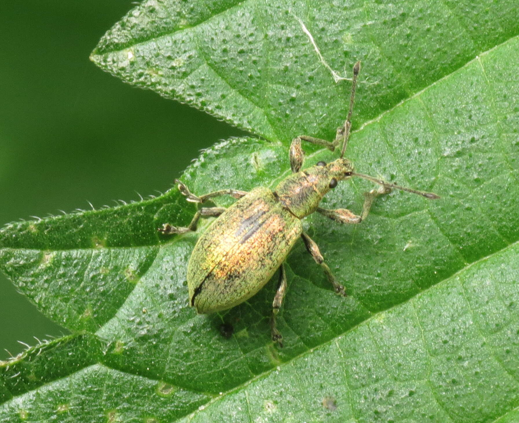 Image of Phyllobius (Metaphyllobius) pomaceus Gyllenhal 1834