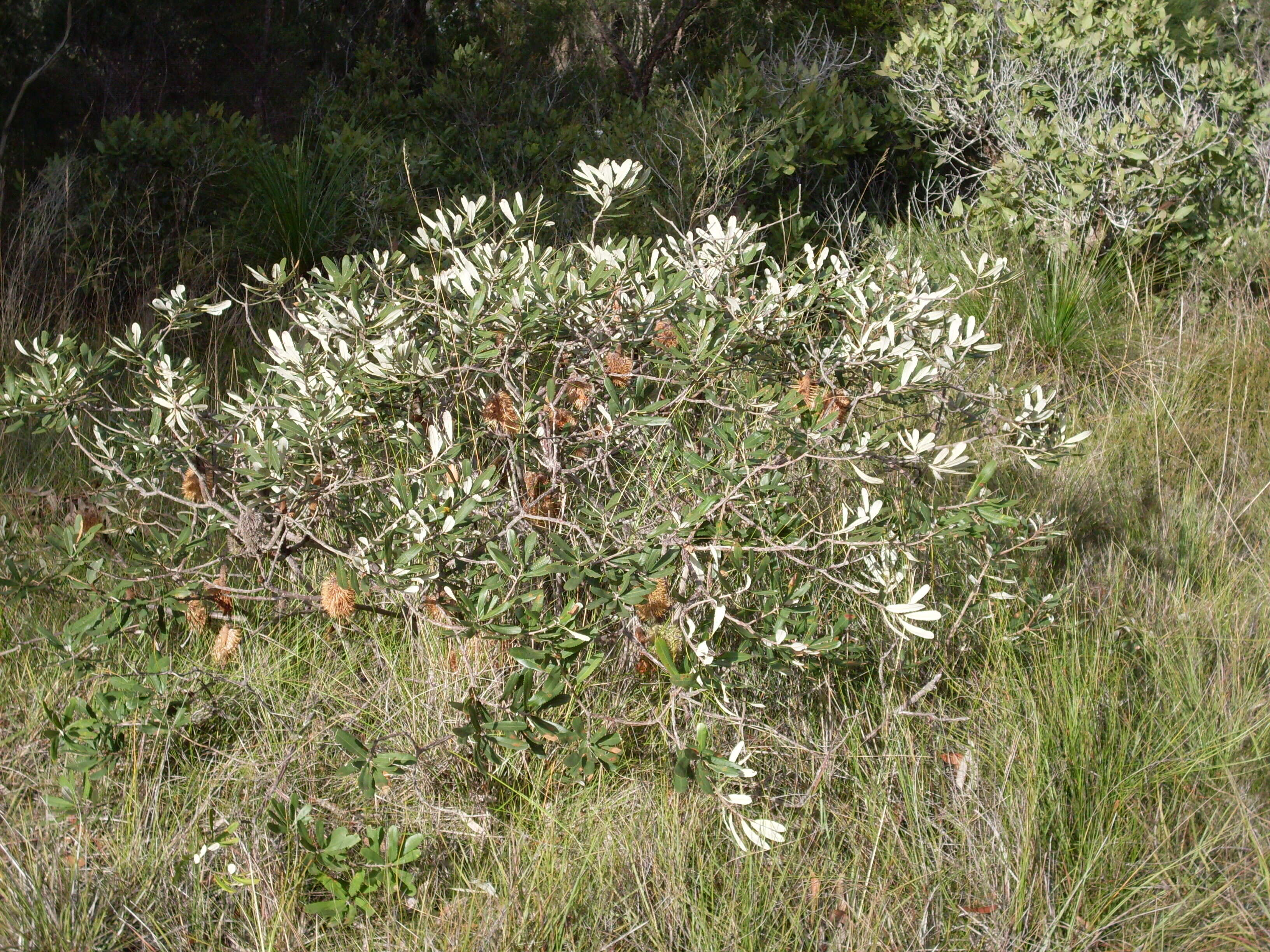 Image of Banksia oblongifolia Cav.