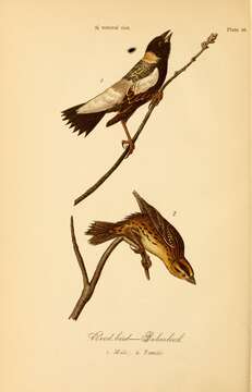 Image de Dolichonyx Swainson 1827