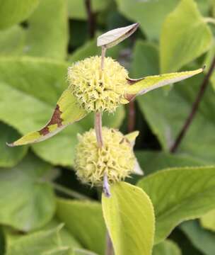 Image of Phlomis russeliana (Sims) Lag. ex Benth.