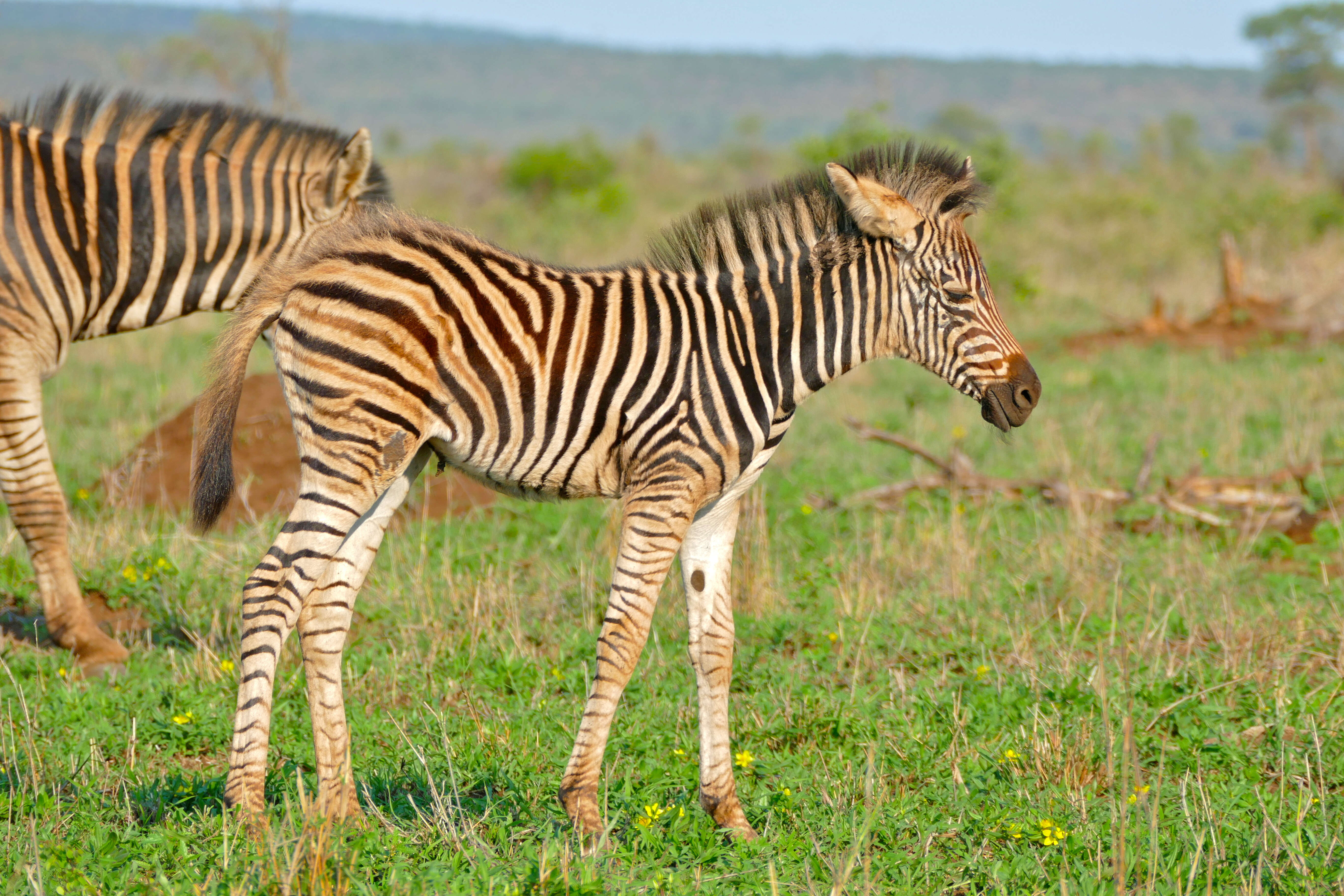 Image of Burchell's Zebra