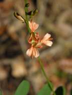 Слика од Indigofera caroliniana Mill.