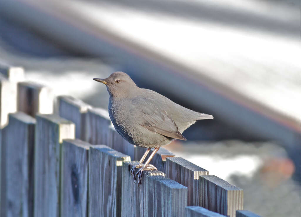 Image of dippers