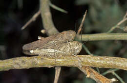 Image of egyptian grasshopper, tree locust