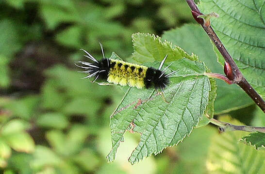 Sivun Lophocampa maculata Harris 1841 kuva