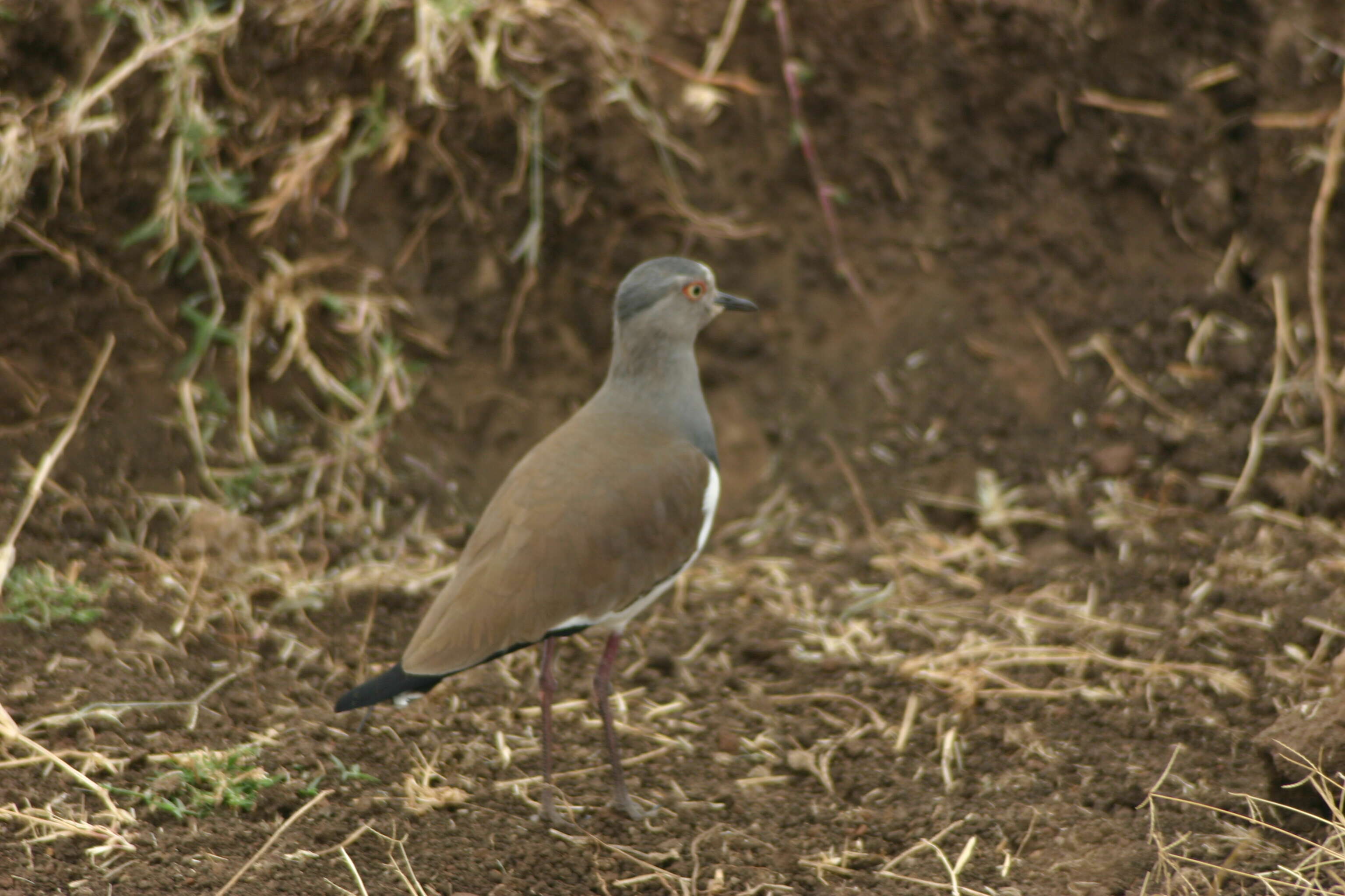 Plancia ëd Vanellus melanopterus (Cretzschmar 1829)