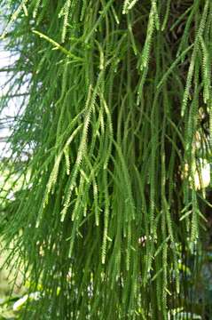 Dacrydium cupressinum Sol. ex G. Forst. resmi