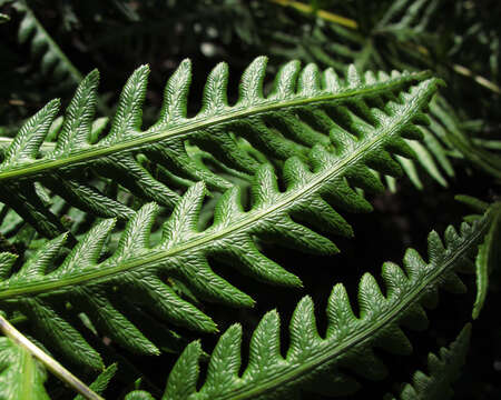 Image of giant chain fern