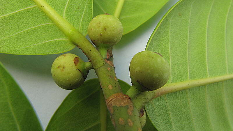 Ficus bahiensis C. C. Berg & Carauta的圖片