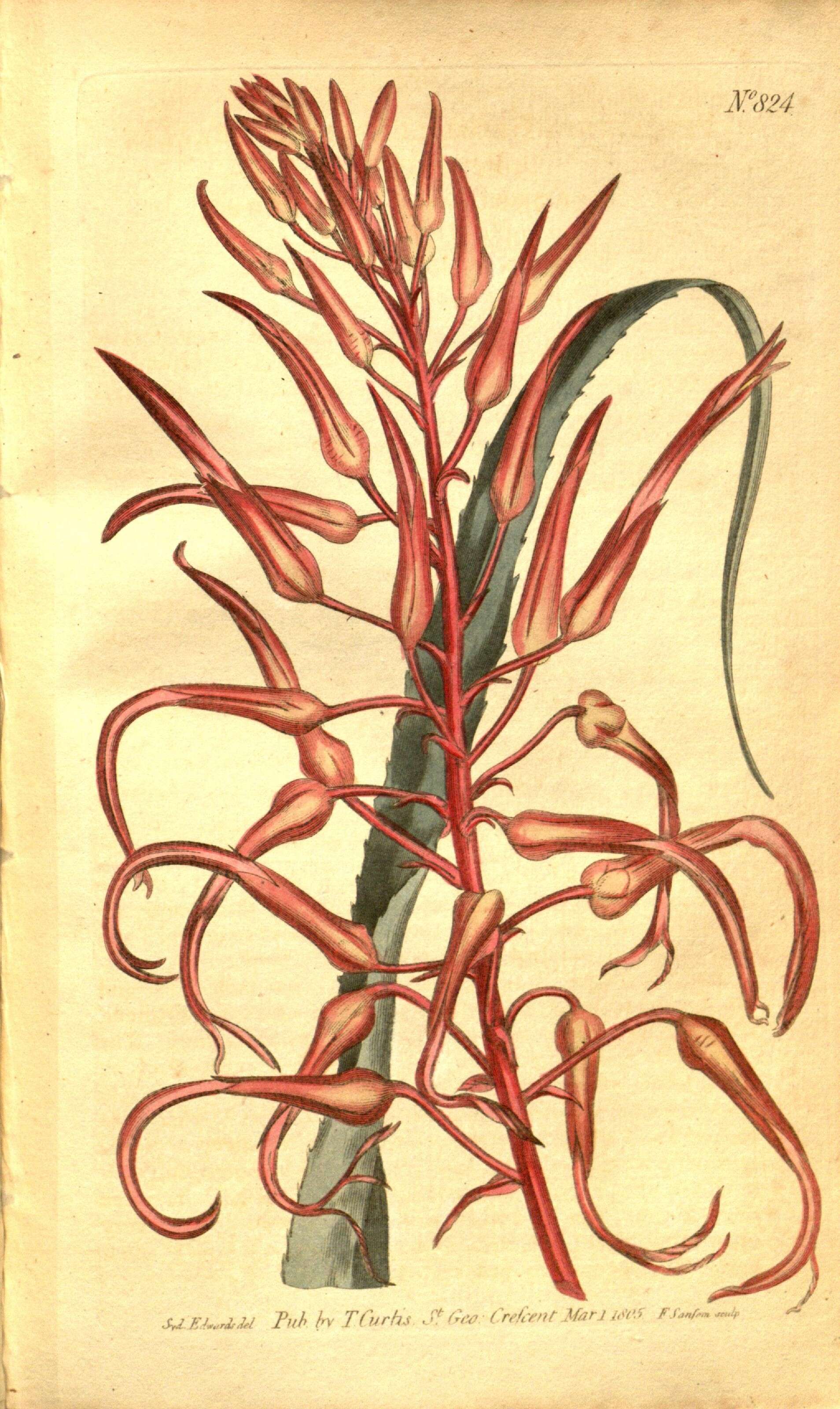 Image of Pitcairnia bromeliifolia L'Hér.