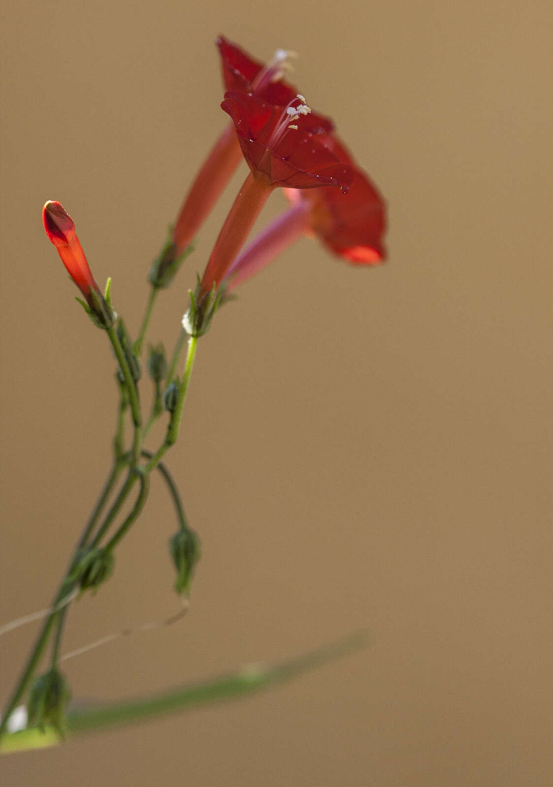 Image of Ipomoea cholulensis Kunth