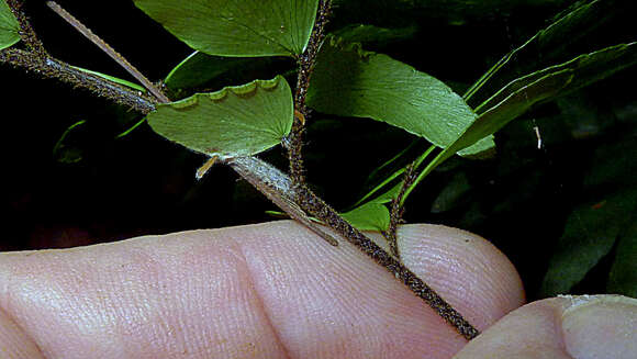 Imagem de Adiantum argutum Splitb.