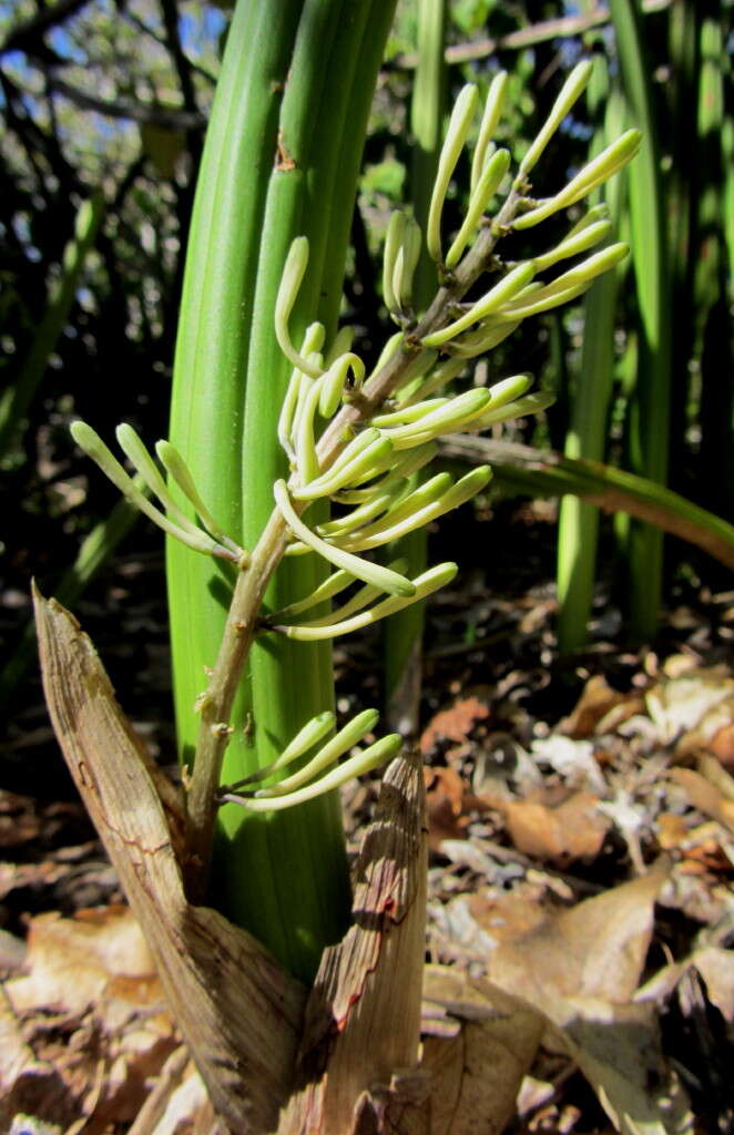 Image of Sansevieria canaliculata Carrière