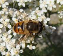 Image of Eristalis