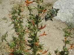 Image of Thurber's desert honeysuckle