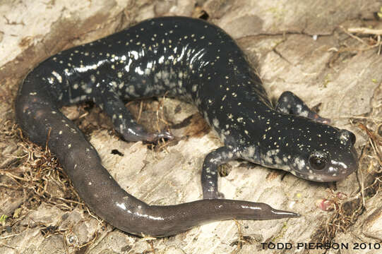 Plethodon glutinosus (Green 1818) resmi