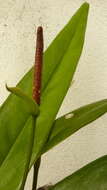 Image of Anthurium longipes N. E. Br.