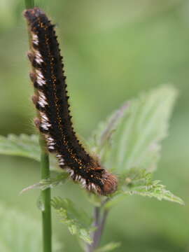 Слика од Euthrix potatoria Linnaeus 1758