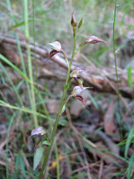 Image of Acianthus fornicatus R. Br.