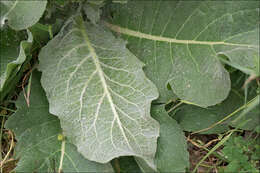 Image of broad-leaf mullein