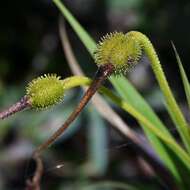 Слика од Vellozia tubiflora (A. Rich.) Kunth