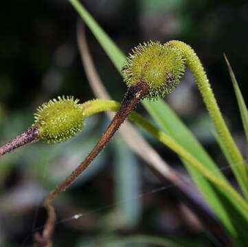 Image de Vellozia tubiflora (A. Rich.) Kunth