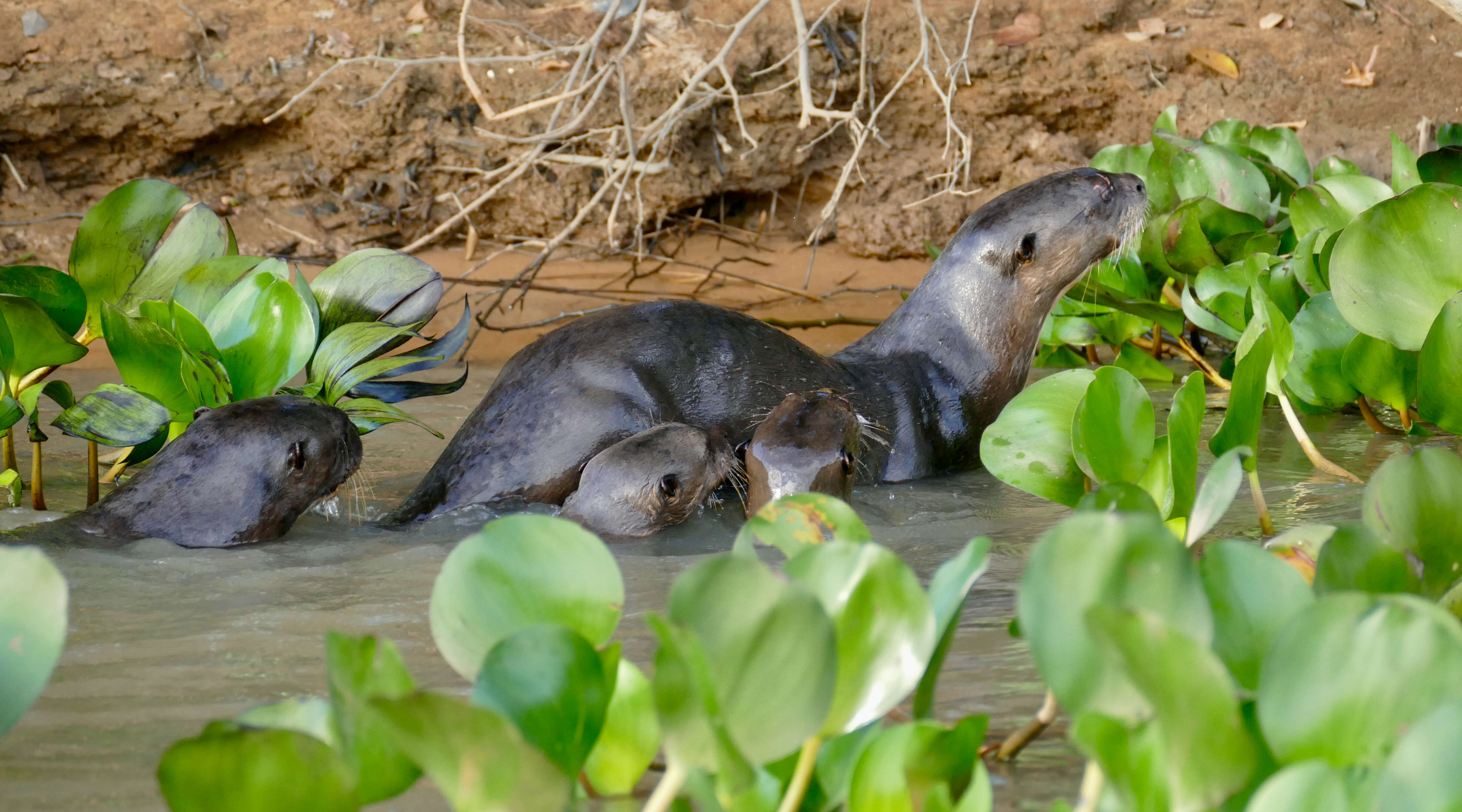 Image of giant otter