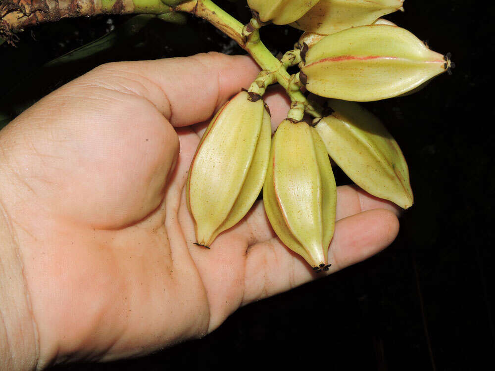 Image of Chrysochlamys grandifolia (L. O. Williams) B. E. Hammel