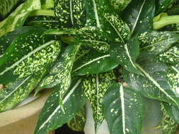 Image of aglaonema