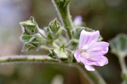 Image of Cornish mallow