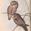 Image of Ninox novaeseelandiae leucopsis (Gould 1838)