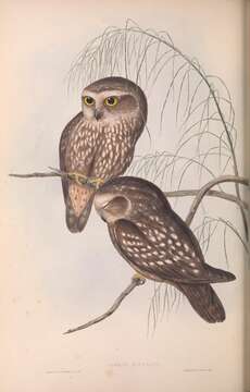 Image of Ninox novaeseelandiae leucopsis (Gould 1838)