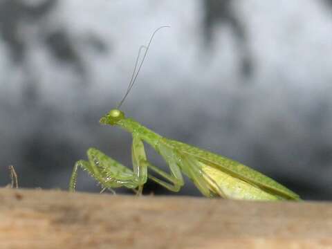 Image of Iridopterygidae