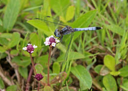 Image of Little Blue Dragonlet