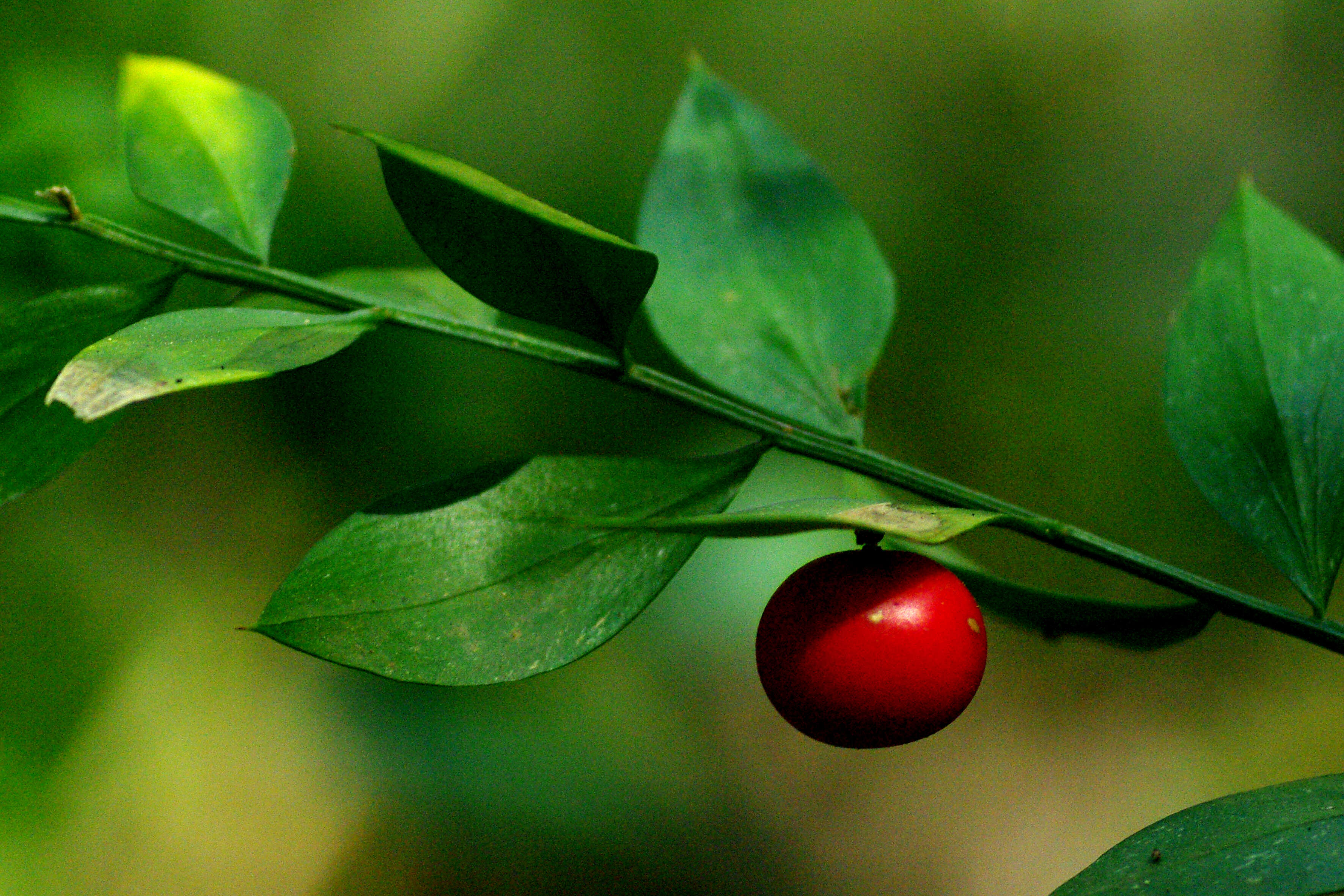 Image of butcher's broom