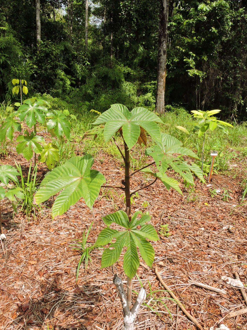 Cecropia obtusifolia Bertol.的圖片