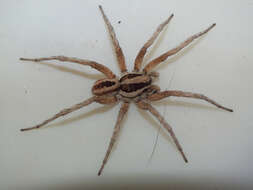 Image of wolf spiders