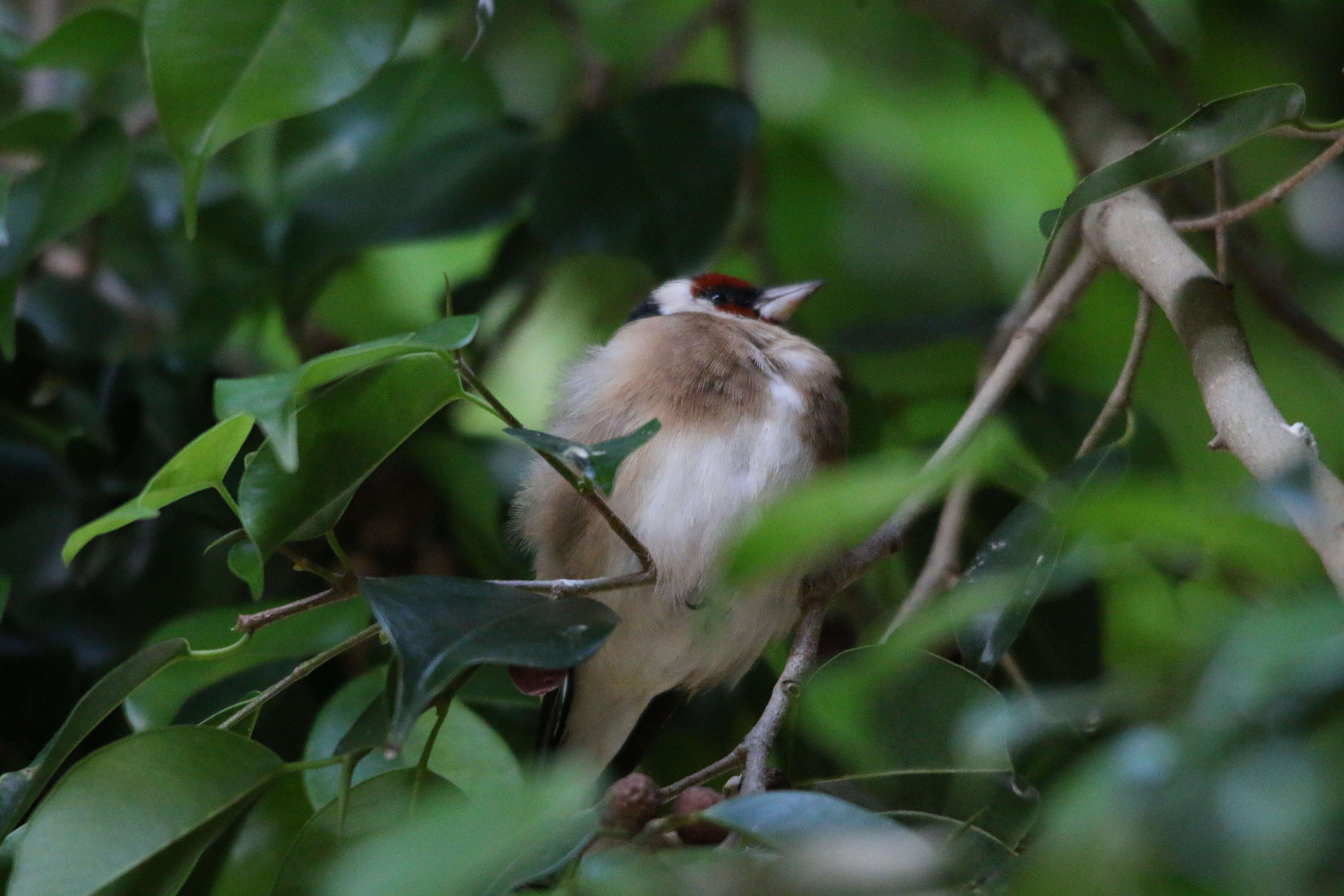 Imagem de Carduelis carduelis parva Tschusi 1901