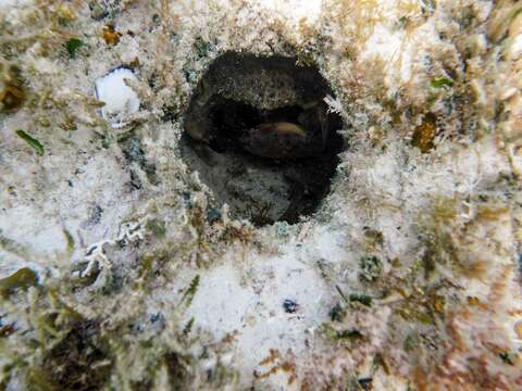 Image of Florida stone crab