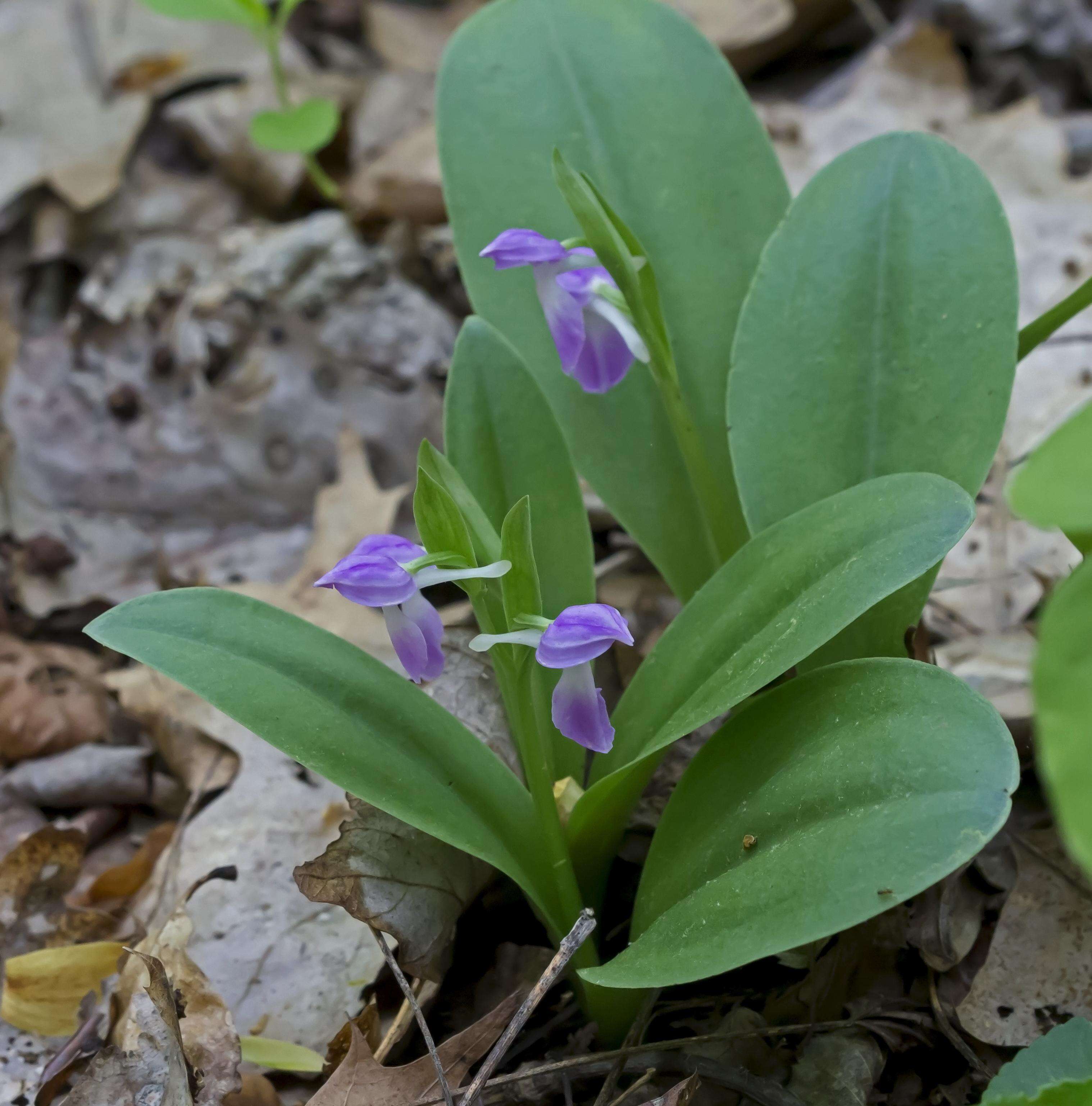 Plancia ëd Galearis spectabilis (L.) Raf.