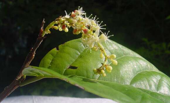 Image of Coccoloba arborescens (Vell.) Howard