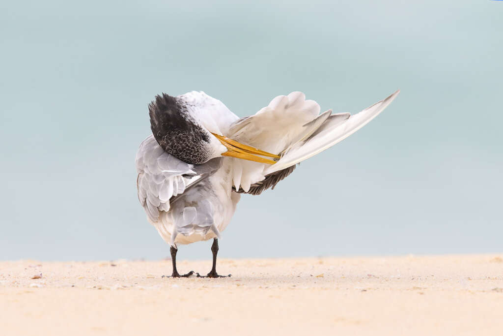 Image of Crested Tern