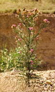 Image of cottonthistle