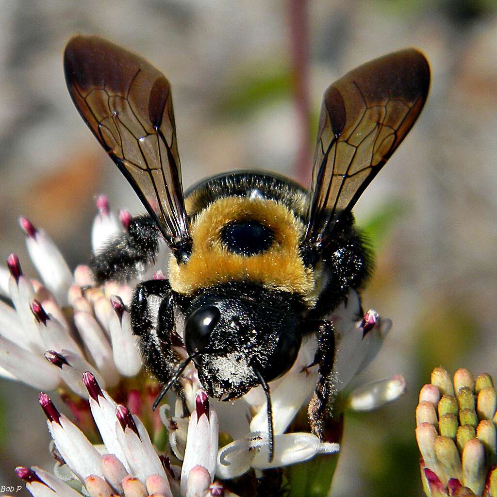 Image of Eastern Carpenter Bee