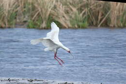 Image of Platalea Linnaeus 1758