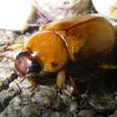 Image of Southern Masked Chafer