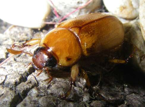 Image of Southern Masked Chafer